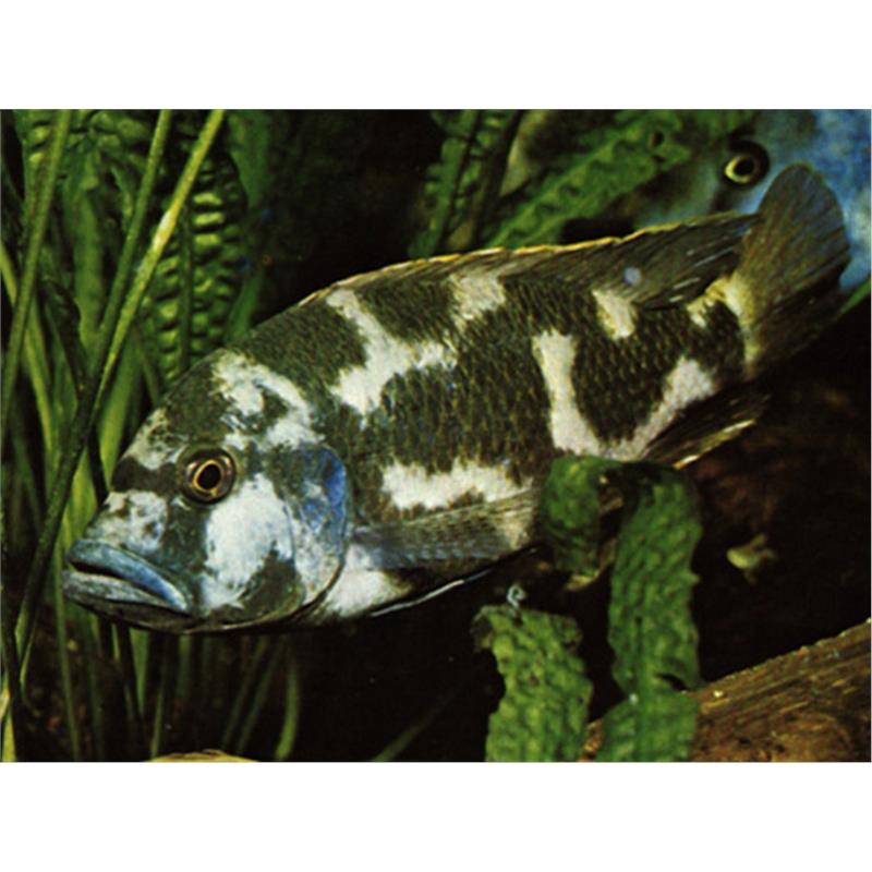 Haplochromis livingstonii - imagine 5